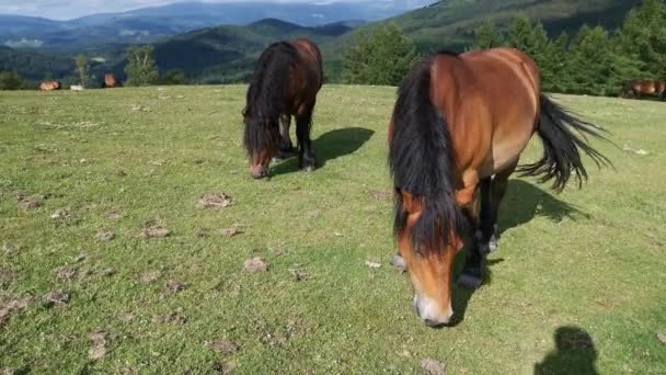 Pferde Weiden Auf Den Grünen Wiesen Von Urkiola Baskenland — Stockvideo