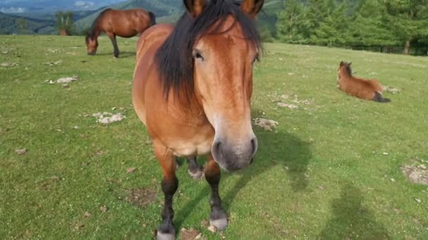 Cavalos Pastando Nos Prados Verdes Urkiola País Basco — Vídeo de Stock