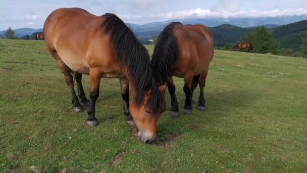 Konie Pasące Się Zielonych Łąkach Urkioli Kraju Basków — Wideo stockowe