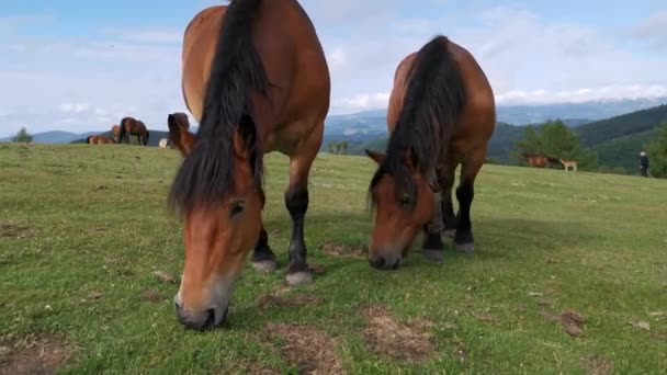 Konie Pasące Się Zielonych Łąkach Urkioli Kraju Basków — Wideo stockowe