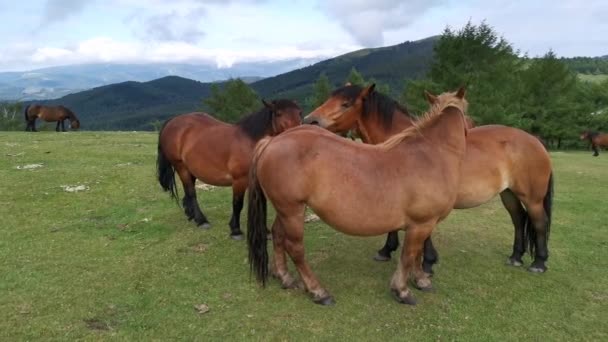 Коричневі Коні Лижуть Один Одного Луках Уркіоли Країна Басків — стокове відео