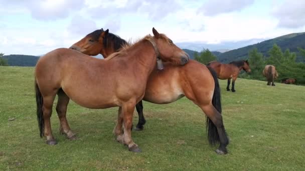 Cavalos Castanhos Lambendo Uns Aos Outros Nos Prados Urkiola País — Vídeo de Stock