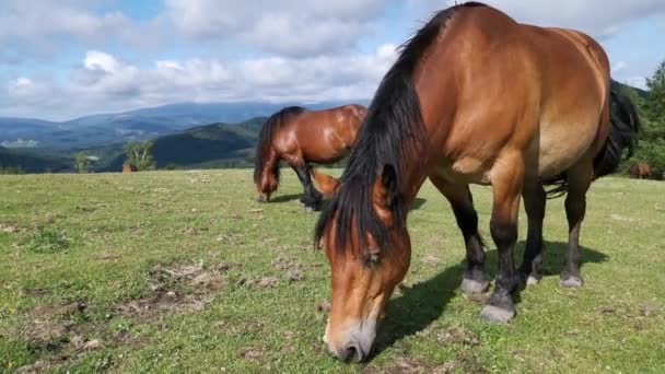 Pferde Weiden Auf Den Grünen Wiesen Von Urkiola Baskenland — Stockvideo