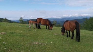 Bask bölgesinde Urkiola 'nın yeşil çayırlarında otlayan atlar.