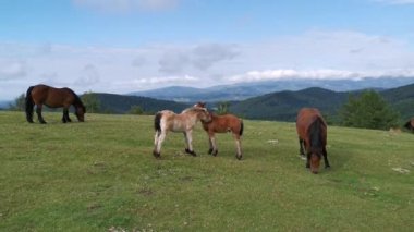 Urkiola 'nın yeşil çayırlarında taylar birbirlerini yalıyor.