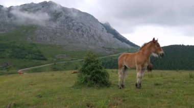 Kahverengi tay, arka planda Amboto dağ zinciri olan panoramayı gözlemliyor.