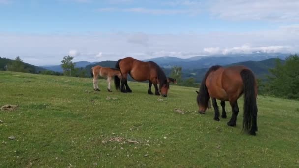 Pferde Weiden Auf Den Grünen Wiesen Von Urkiola Baskenland — Stockvideo