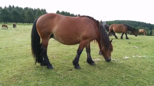 バスク地方のウルキオラの緑の牧草地で馬の放牧 — ストック動画