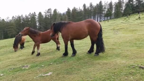 Pferde Weiden Auf Den Grünen Wiesen Von Urkiola Baskenland — Stockvideo