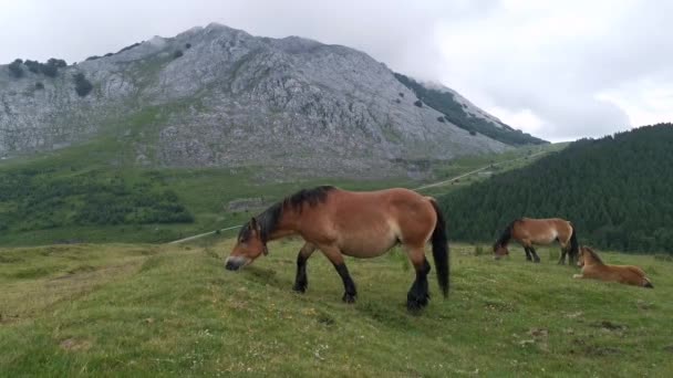 Cavalos Pastando Nos Prados Verdes Urkiola País Basco — Vídeo de Stock