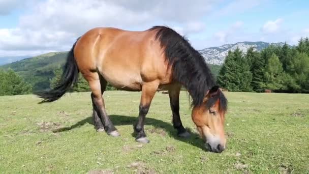 Pferde Weiden Auf Den Grünen Wiesen Von Urkiola Baskenland — Stockvideo