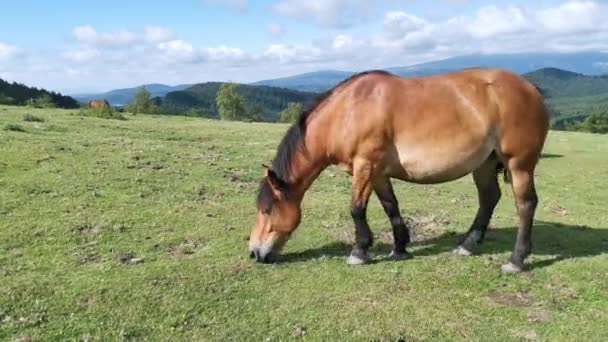 Konie Pasące Się Zielonych Łąkach Urkioli Kraju Basków — Wideo stockowe