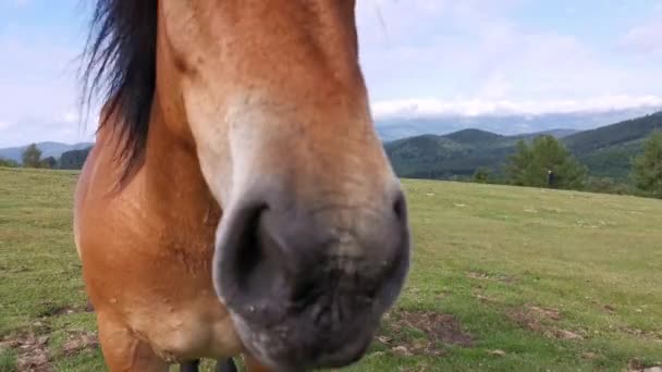 巴斯克地区乌尔基亚拉绿色草地上的马放牧 — 图库视频影像