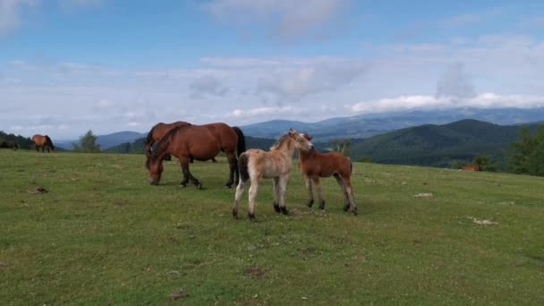 Fohlen Lecken Einander Den Grünen Wiesen Von Urkiola Baskenland — Stockvideo