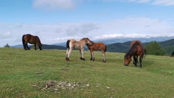 Fohlen Lecken Einander Den Grünen Wiesen Von Urkiola Baskenland — Stockvideo