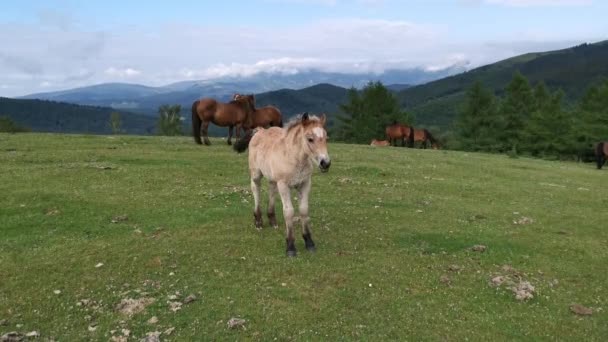 Veulen Die Weide Verkennen Met Gorbea Achtergrond Baskenland — Stockvideo