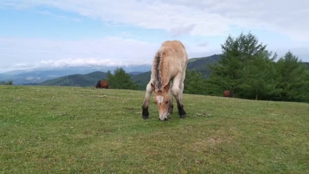 Foal Explorando Prado Con Monte Gorbea Fondo País Vasco — Vídeo de stock