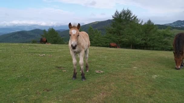 Fohlen Erkundet Die Wiese Mit Dem Berg Gorbea Hintergrund Baskenland — Stockvideo