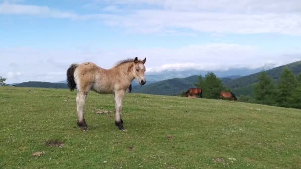 Poulain Explorant Prairie Avec Mont Gorbea Arrière Plan Pays Basque — Video