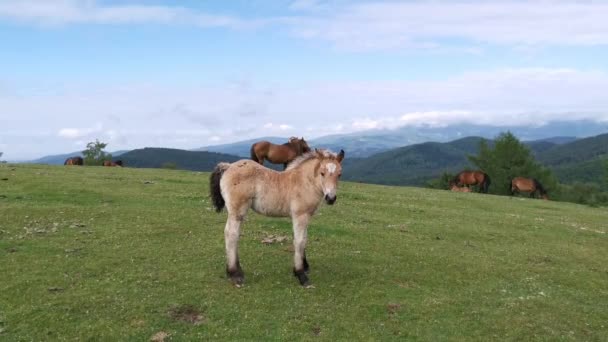 Foal Explorando Prado Con Monte Gorbea Fondo País Vasco — Vídeos de Stock