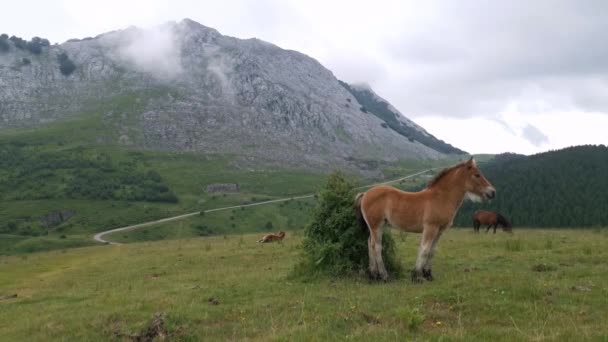 Braunes Fohlen Beobachtet Das Panorama Mit Der Amboto Bergkette Hintergrund — Stockvideo