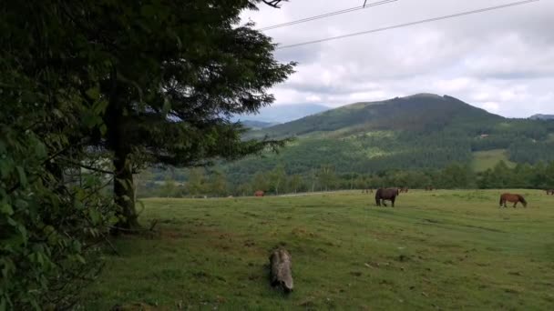 Caballos Pastando Los Verdes Prados Urkiola País Vasco — Vídeos de Stock