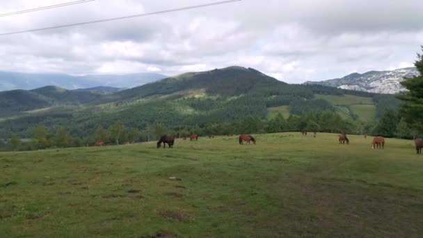 Άλογα Που Βόσκουν Στα Πράσινα Λιβάδια Της Urkiola Στη Χώρα — Αρχείο Βίντεο
