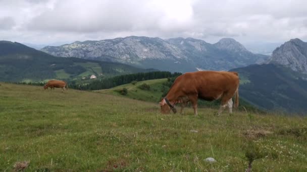 Kühe Weiden Auf Den Grünen Wiesen Von Urkiola Baskenland — Stockvideo