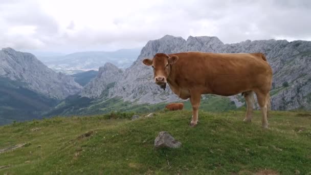 Vache bénéficiant d'une vue sur les montagnes basques pendant le pâturage dans les prairies d'Urkiola, au Pays Basque
