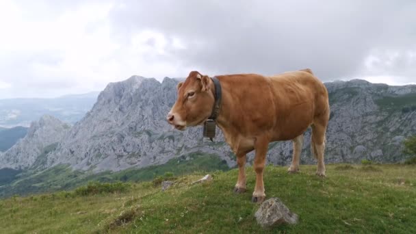 Kühe Genießen Die Aussicht Auf Die Baskischen Berge Beim Weiden — Stockvideo