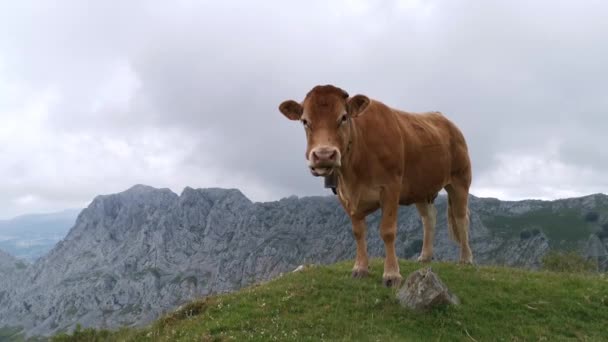 Koe Genieten Van Uitzicht Baskische Bergen Tijdens Het Grazen Urkiola — Stockvideo