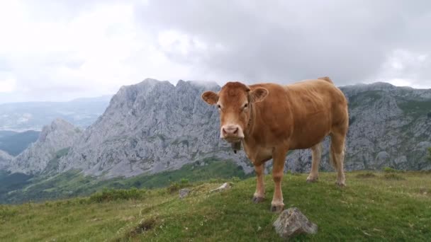 Kühe Genießen Die Aussicht Auf Die Baskischen Berge Beim Weiden — Stockvideo