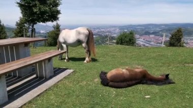 Yavrusu çayırda dinlenirken ve güneşlenirken Mare otluyor.