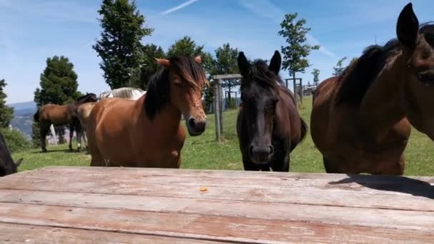 Tres Caballos Deseosos Comer Fruta Mesa — Vídeos de Stock