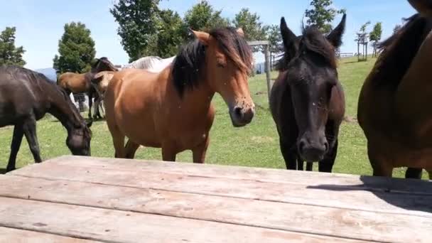 Tres Caballos Deseosos Comer Fruta Mesa — Vídeos de Stock