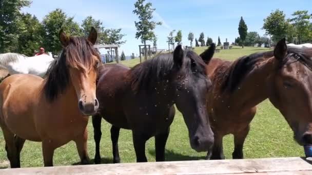 Tres Caballos Deseosos Comer Fruta Mesa — Vídeo de stock