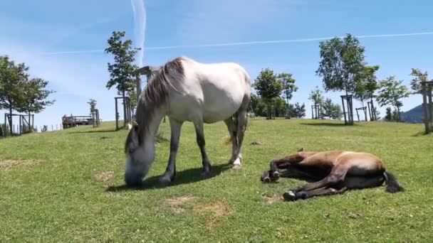 Mare pâturant l'herbe pendant que son poulain se repose et prend des bains de soleil dans la prairie