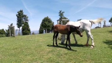 Mare ve tayının güneşli bir yaz gününde çayırda otlamaları.