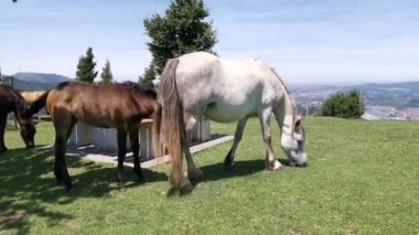 Mare ve tayının güneşli bir yaz gününde çayırda otlamaları.