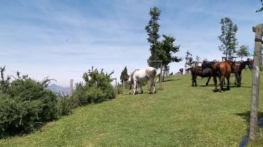 Güneşli bir günde, Arraiz dağında farklı renkte atlar çayırda otluyor.