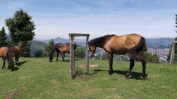 Pferde in verschiedenen Farben grasen an einem sonnigen Tag auf der Weide im Berg Arraiz
