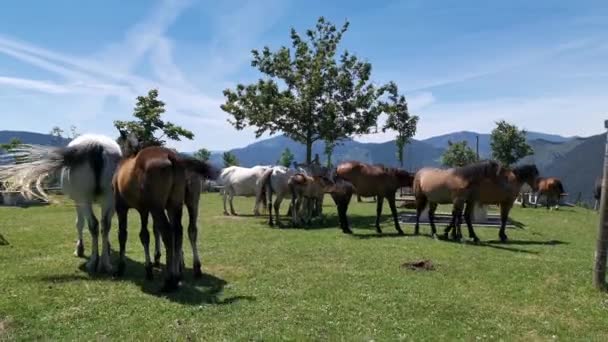 Paarden Van Verschillende Kleuren Grazen Weide Een Zonnige Dag Arraiz — Stockvideo