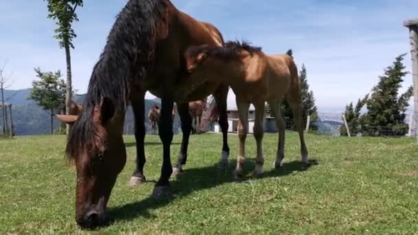 Mare et son poulain broutant tranquillement dans la prairie