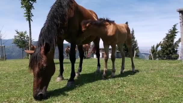 Mare Son Poulain Broutant Tranquillement Dans Prairie — Video