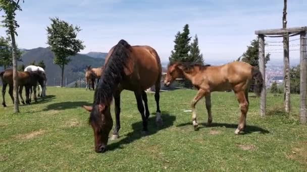 Mare et son poulain broutant tranquillement dans la prairie