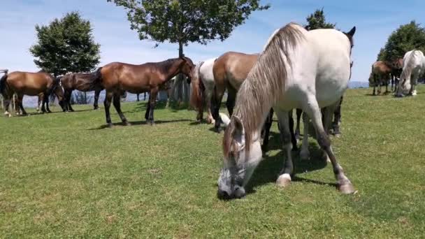 Pferde Verschiedenen Farben Grasen Einem Sonnigen Tag Auf Der Weide — Stockvideo