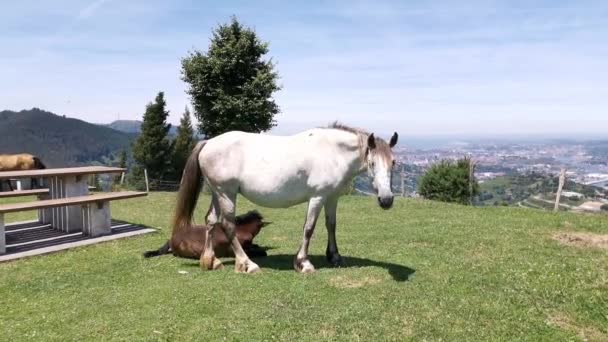 Mare pâturant l'herbe pendant que son poulain se repose et prend des bains de soleil dans la prairie