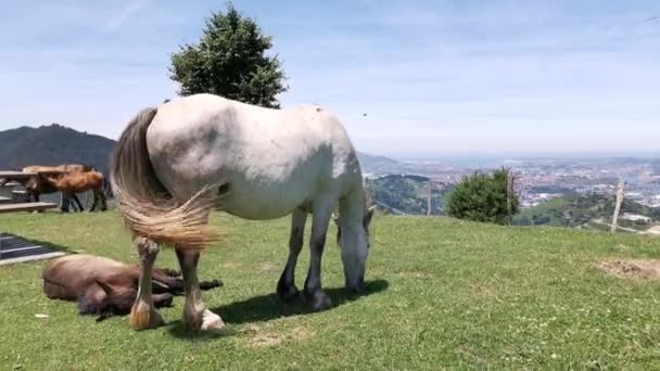 Лошадь Жеребенок Пасутся Лугу Солнечный Летний День — стоковое видео