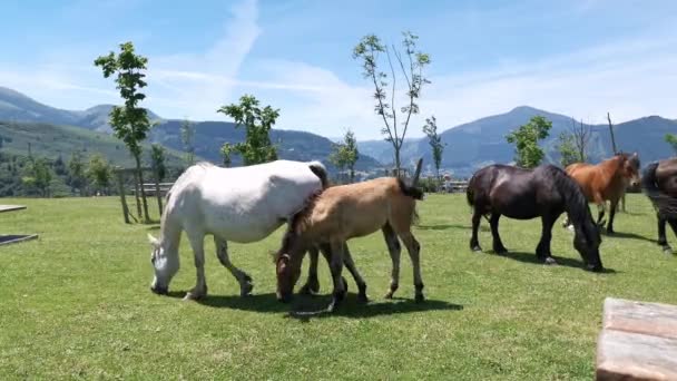 Άλογα Διαφόρων Χρωμάτων Βόσκησης Στο Λιβάδι Μια Ηλιόλουστη Μέρα Στο — Αρχείο Βίντεο