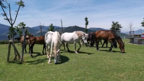 Cavalos Diferentes Cores Pastando Prado Dia Ensolarado Montanha Arraiz — Vídeo de Stock